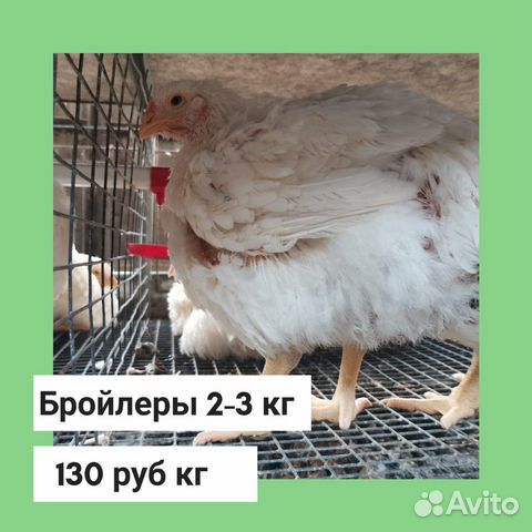 Цыплята и утята, бройлеры купить на Зозу.ру - фотография № 9