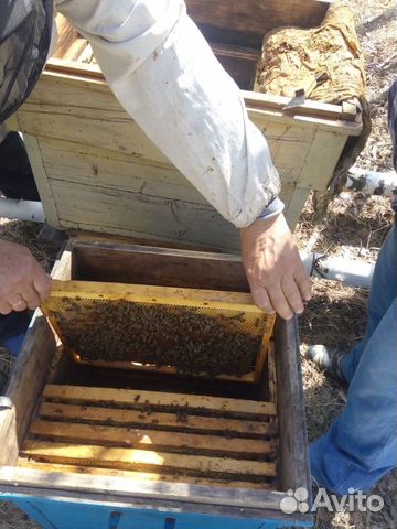 Пчелопакеты сибирской пчелы купить на Зозу.ру - фотография № 4