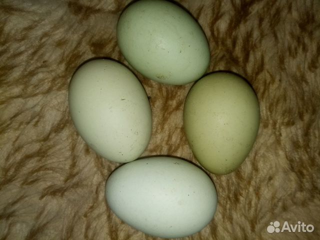 Яйца купить на Зозу.ру - фотография № 5