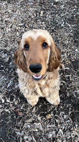 Вязка, английский кокер спаниель, кобель, развязан