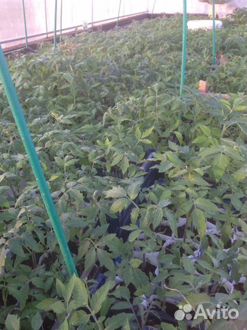 Рассада огурцов, цветов