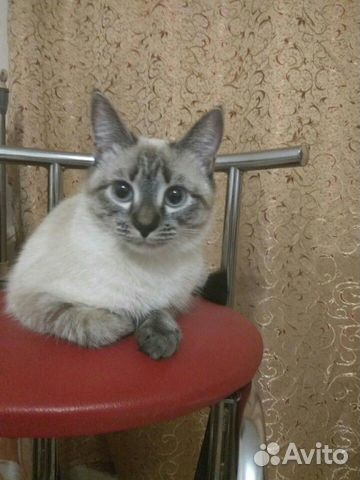 Невская Маскарадная Кошка Фото