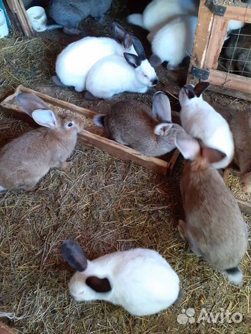 Кролики" Колифорнийские" купить на Зозу.ру - фотография № 4