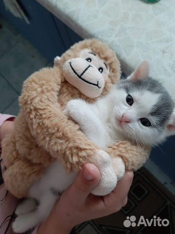 Котёнок в добрые руки