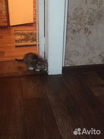 Котёнок 2 мес в хорошие руки