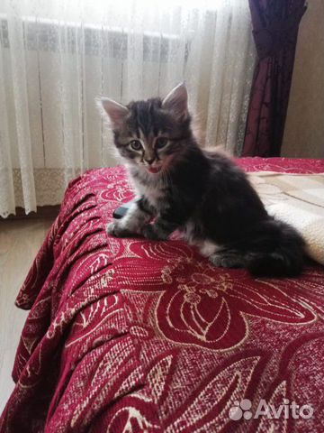 Котенок от бобтейла