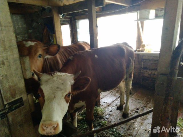 Корова, телка нетель, порода сычевка+красно-бурый купить на Зозу.ру - фотография № 4