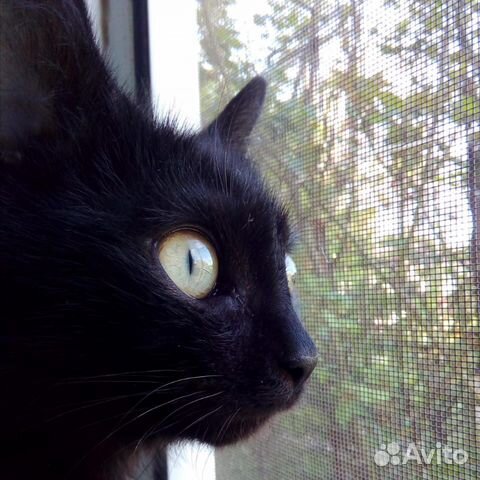 Котик в добрые руки