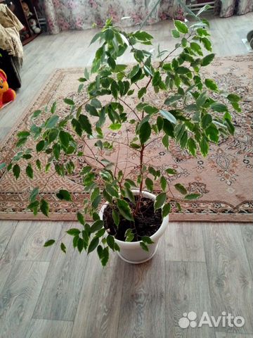 Фикусы