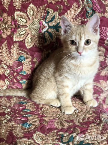 Кошка