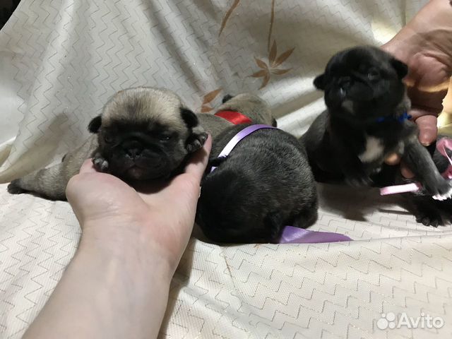 Щенки мопса