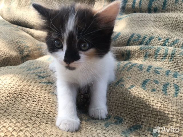 Котята в добрые руки Котята в добрые руки