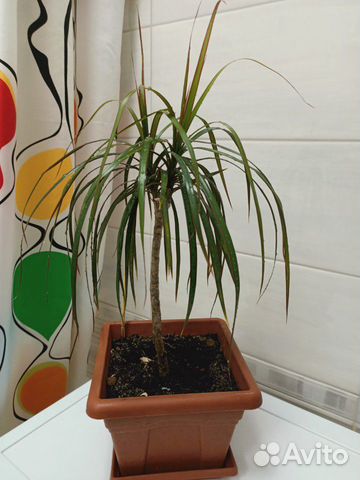 Драцена Драцена