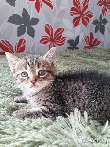 Котик Котик