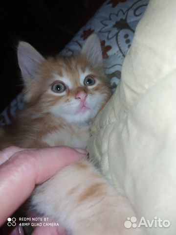 Котенок 2 месяца Котенок 2 месяца
