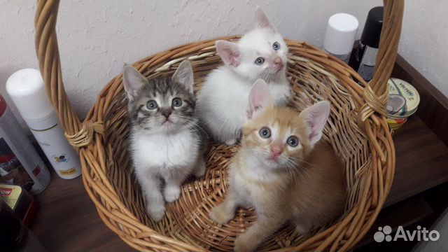 Котята Котята