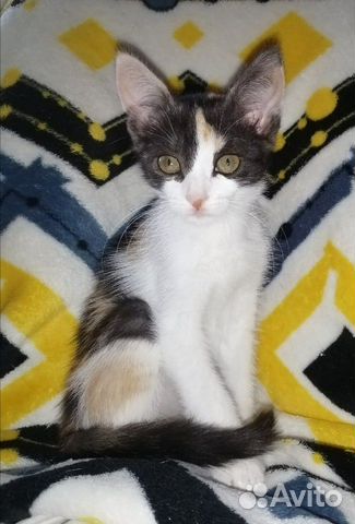 Котёнок в добрые руки Котёнок в добрые руки