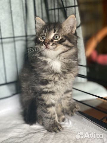 Котенок в дар