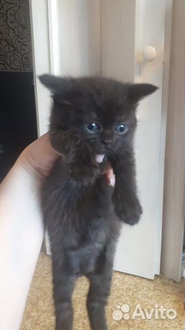 Котята шотландцы Скоттиш страйт Котята шотландцы Скоттиш страйт