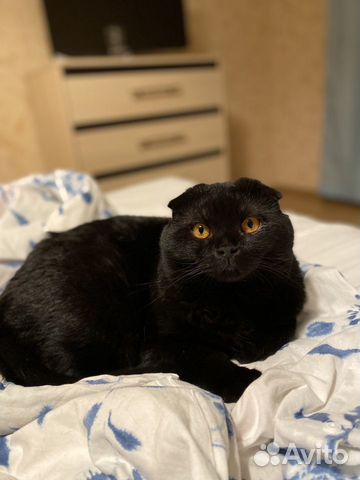 Кот вислоухий шотландец Кот вислоухий шотландец