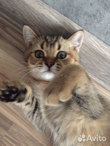Кошка Кошка