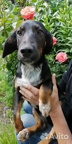 Метис в добрые руки