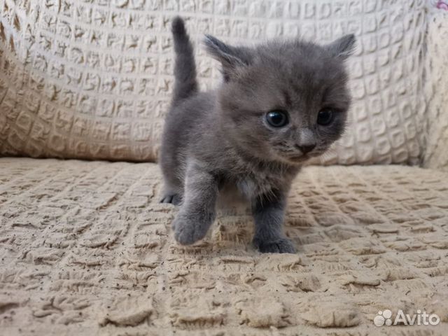Котята Котята