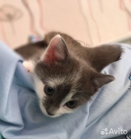 Котёнок в добрые руки
