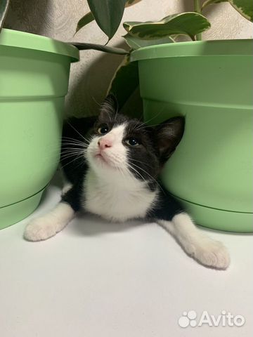 Котенок