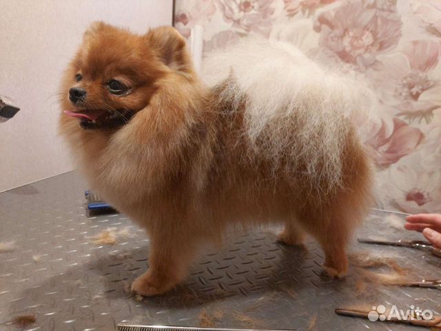 Стрижка собак