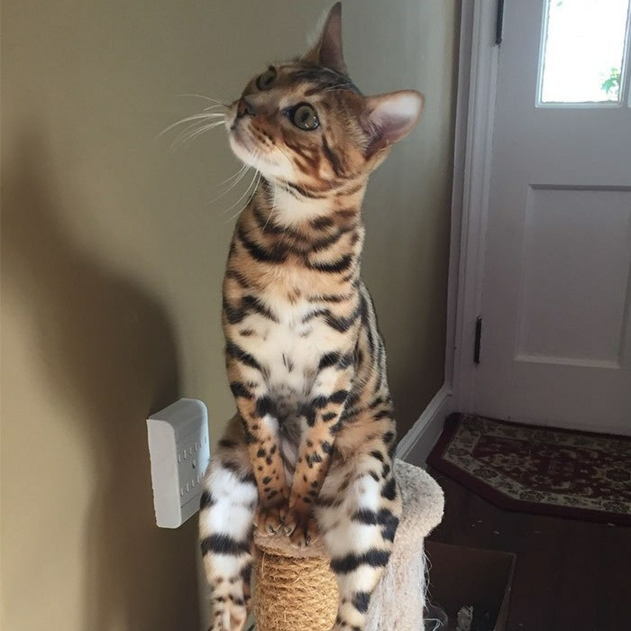 Кошки смешные