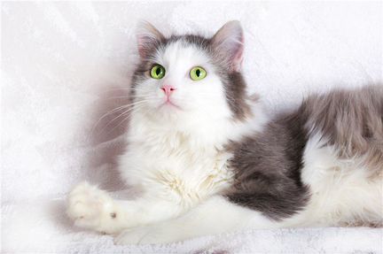 Молодой котик Федот ищет дом)