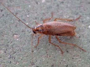 Уничтожение насекомых: клопов и тараканов