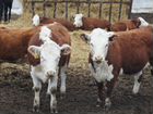 Продам коровы быки герефорд объявление продам