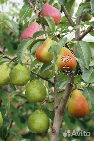 Прививка/перепрививка плодовых деревьев,Саженцы