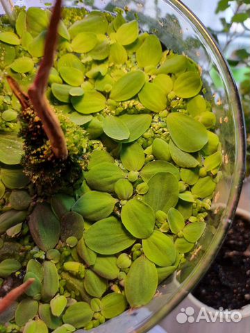 Новая прополка Аквариумные растения