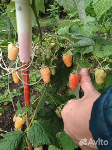 Малина ремонтантная жёлтая