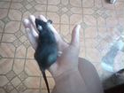 Крыса дамбо объявление продам