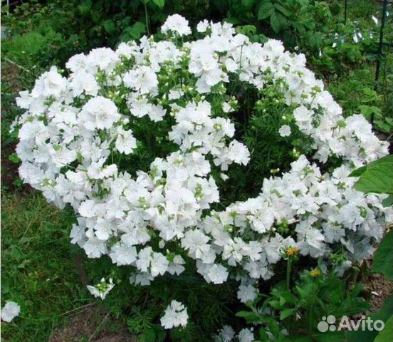 Семена цветов