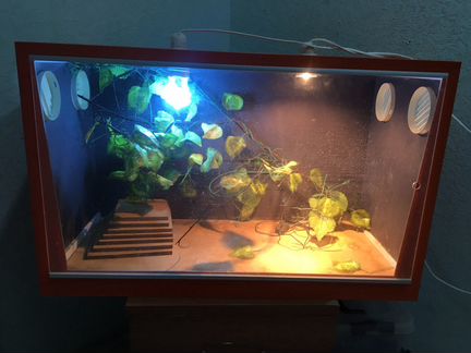 Террариум для рептилий