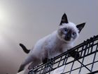 Тайский котик Каспер объявление продам