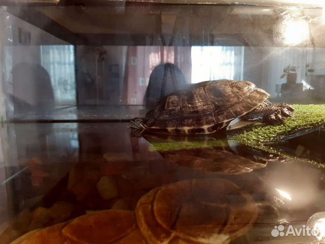Черепаха+Аквариум