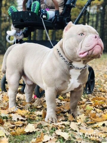 Американский булли вязка