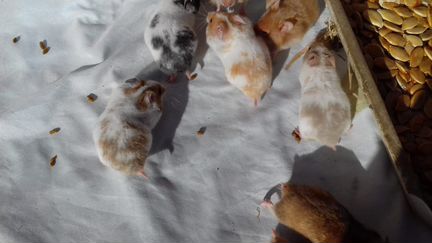 Хомяки, Морские Свинки