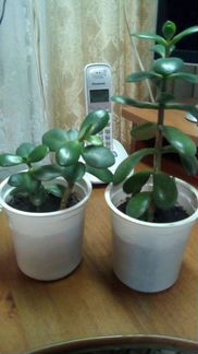 Толстянка красула живое дерево