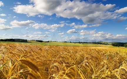 Участок 12 га (СНТ, ДНП)