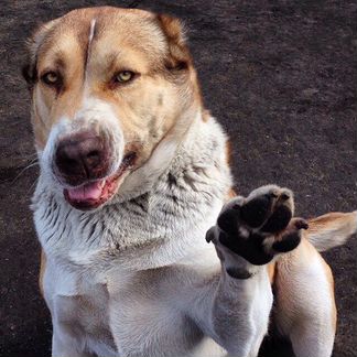 Отель для собаки (передержка)