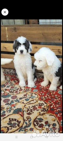 Бобтейл щенки