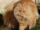 Шикарный персидский кот
