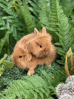 Кролики Доставка